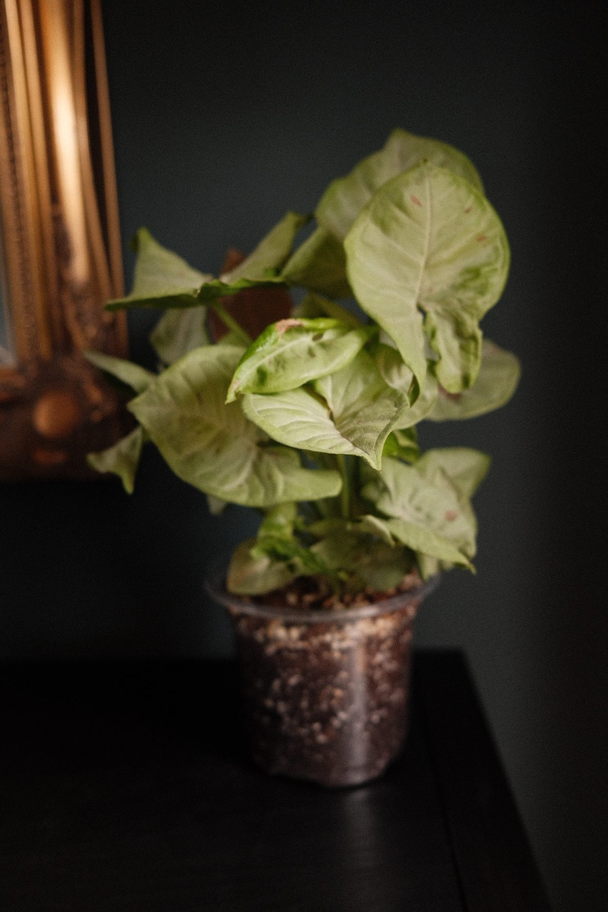 Syngonium Confetti