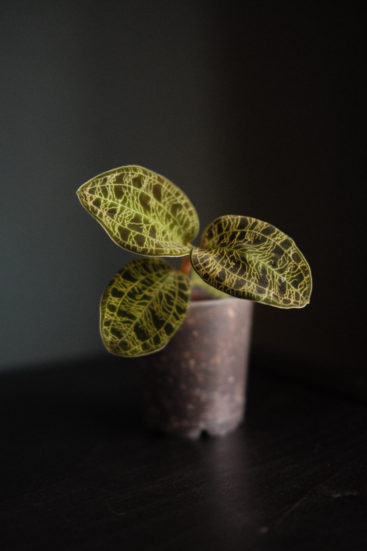 Macodes Petola – Jewel Orchid