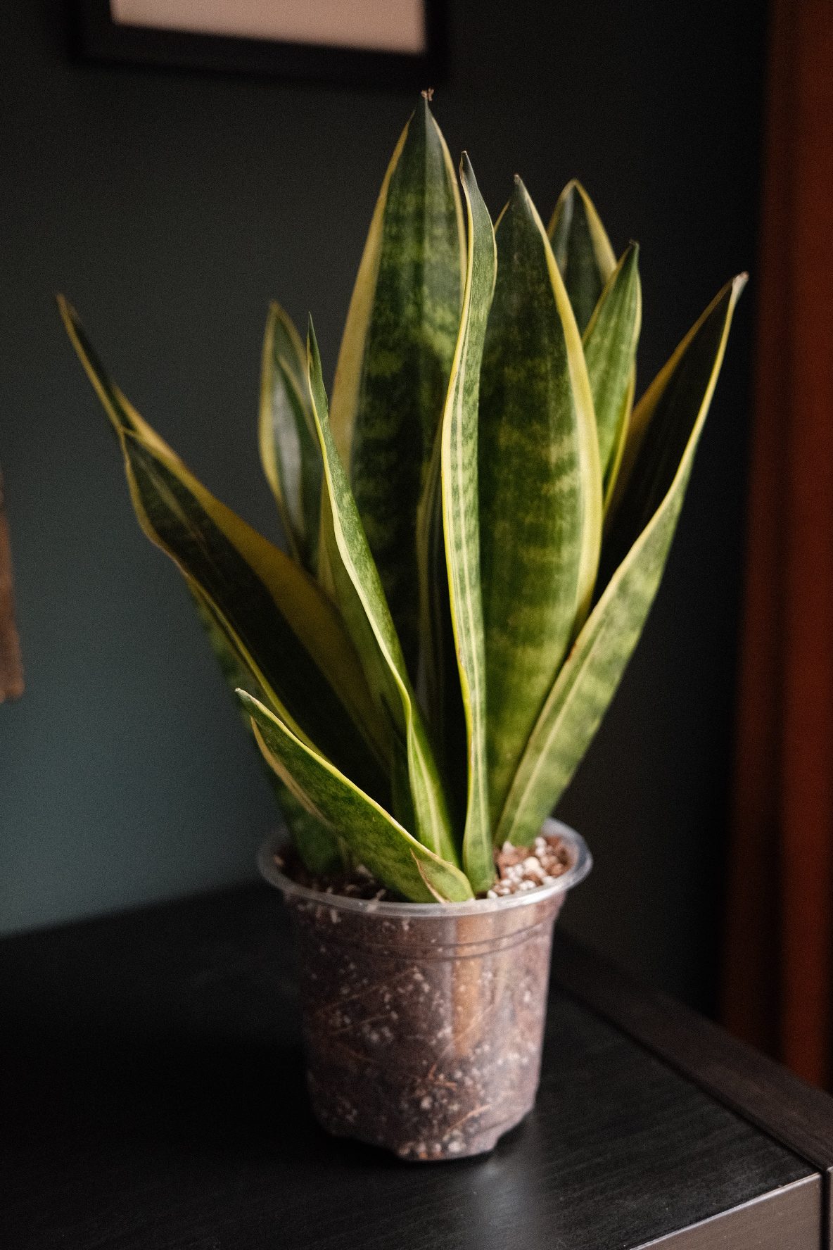 Sansevieria Canary