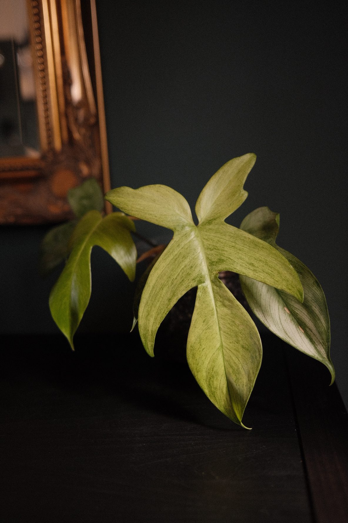 Philodendron Florida Ghost