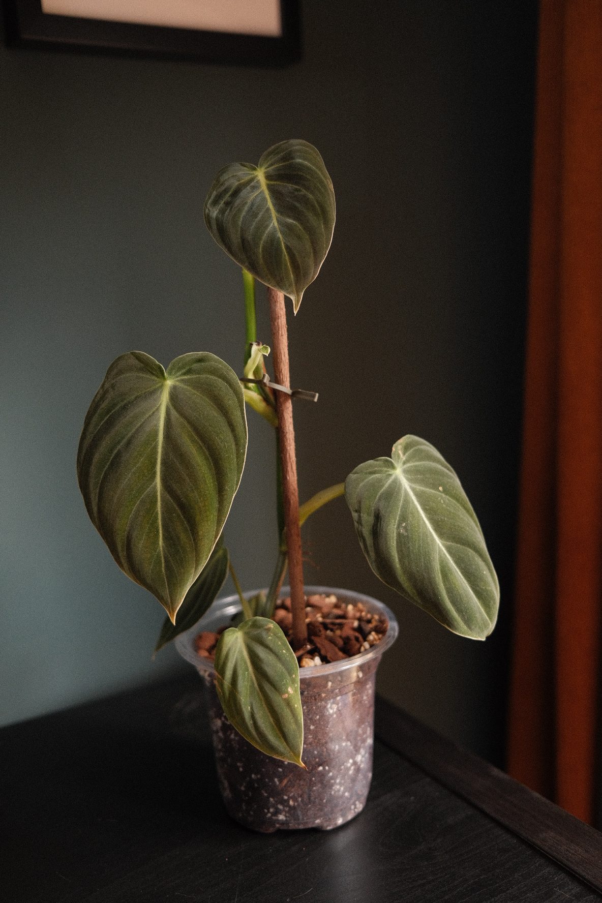 Philodendron Melanochrysum