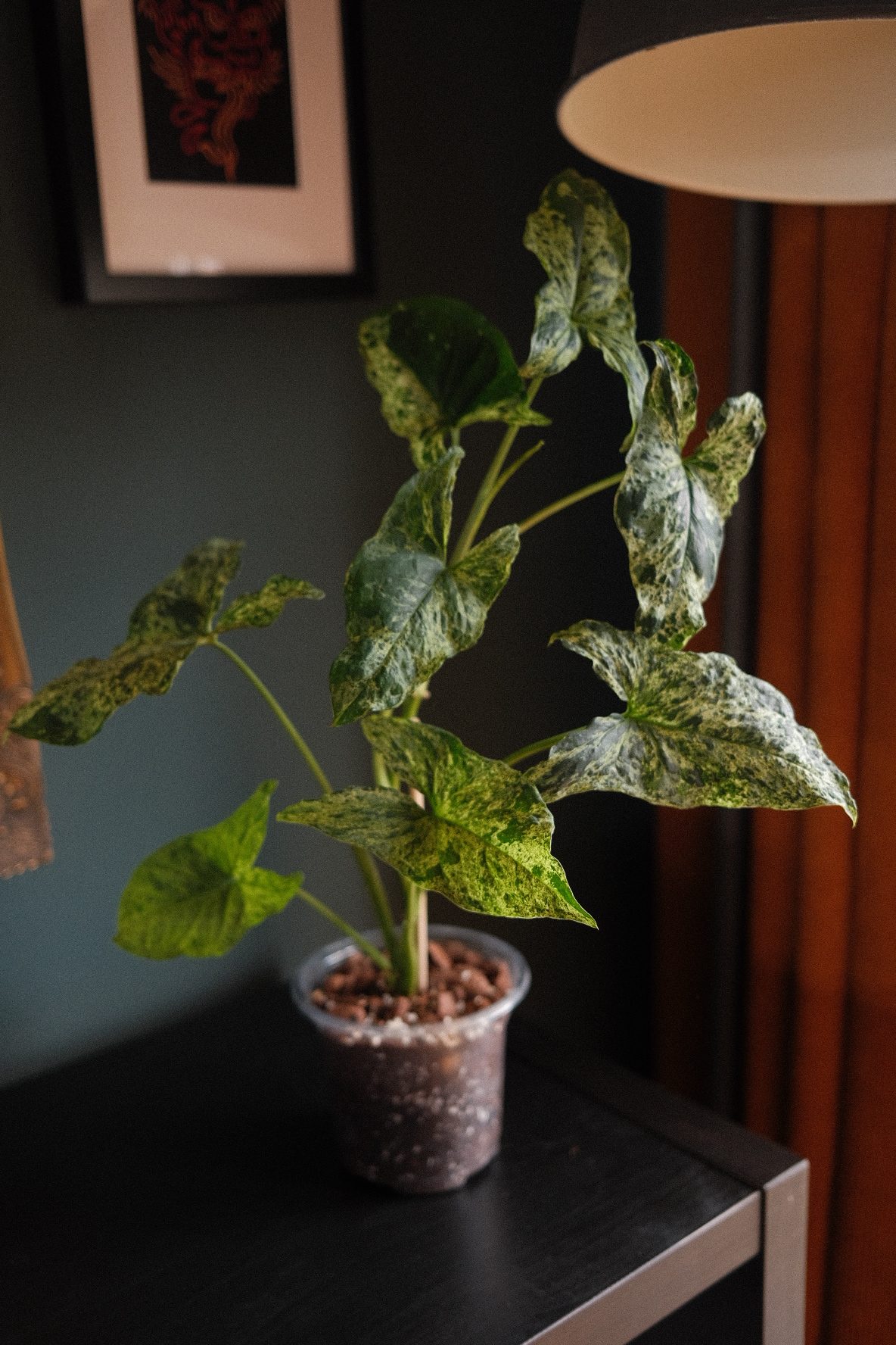 Syngonium Podophyllum Mottled 