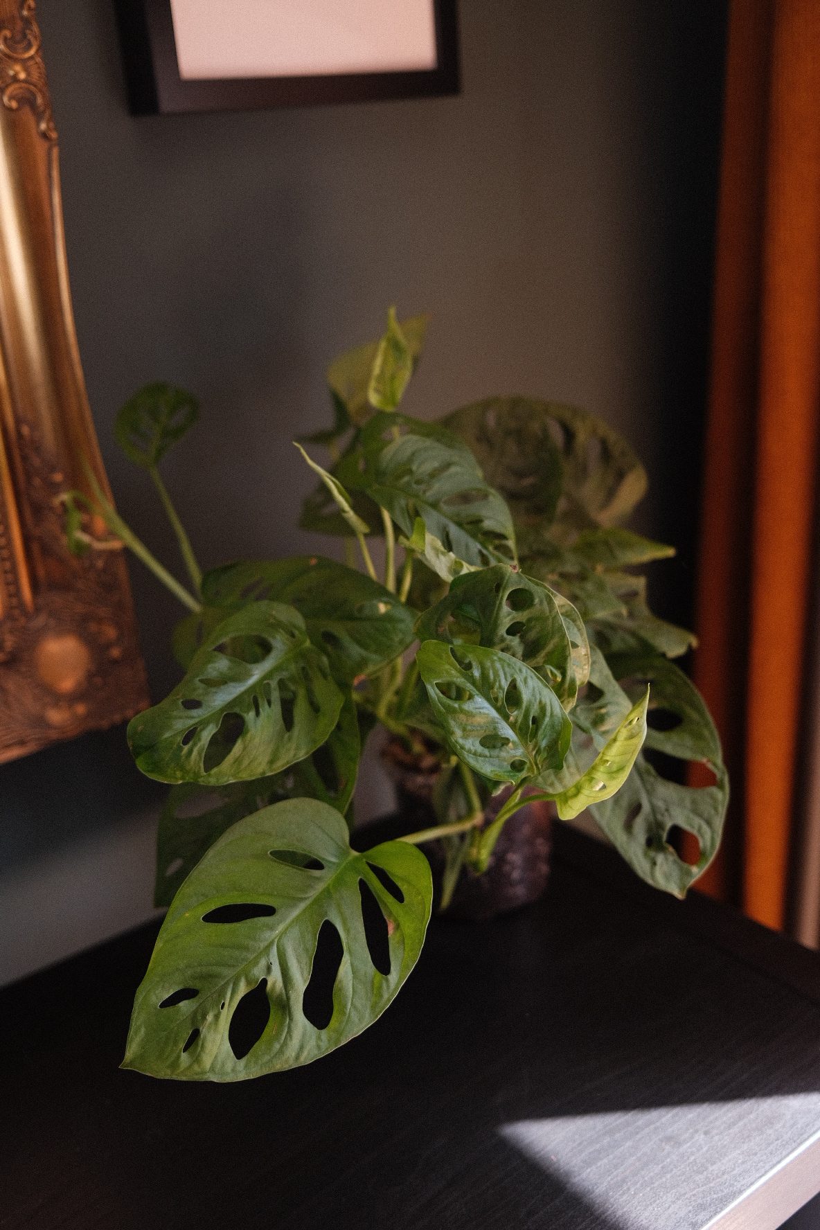 Monstera Adansonii