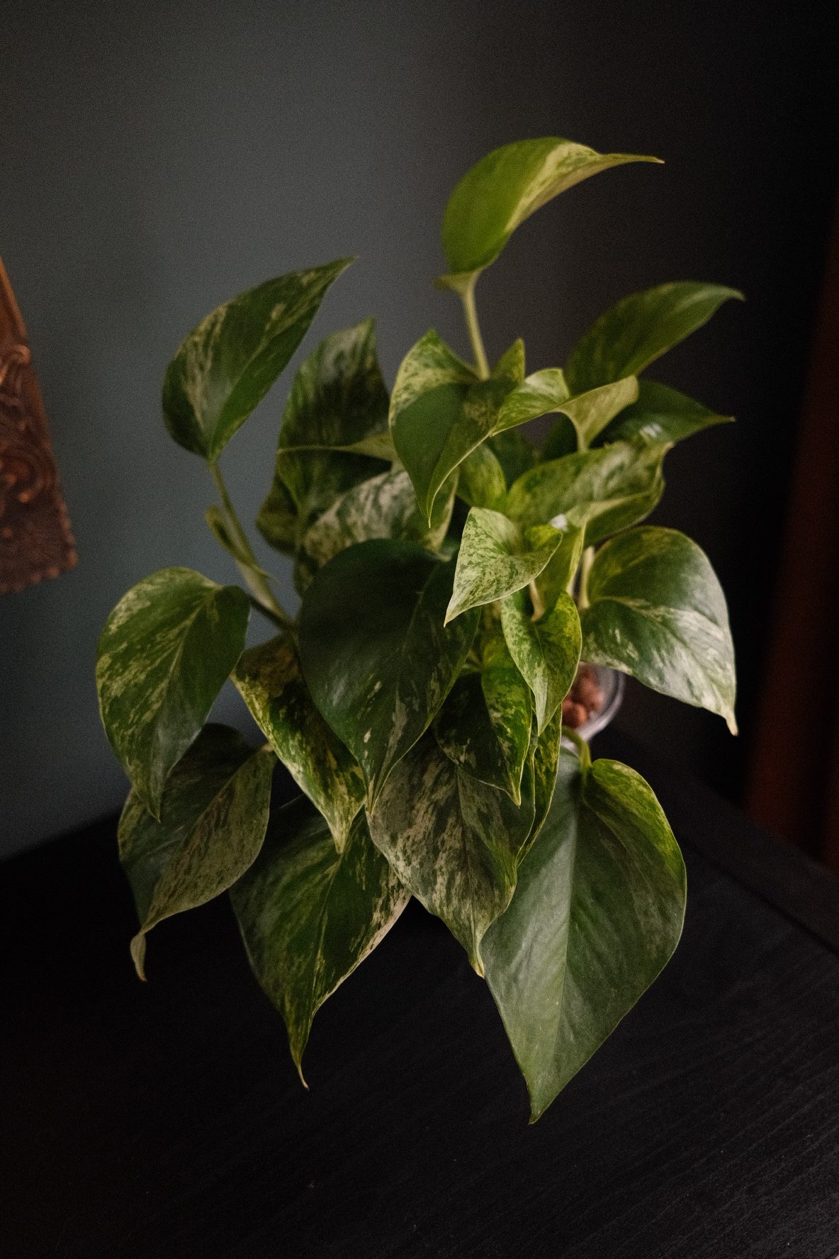 Epipremnum Pinnatum – Marble Queen