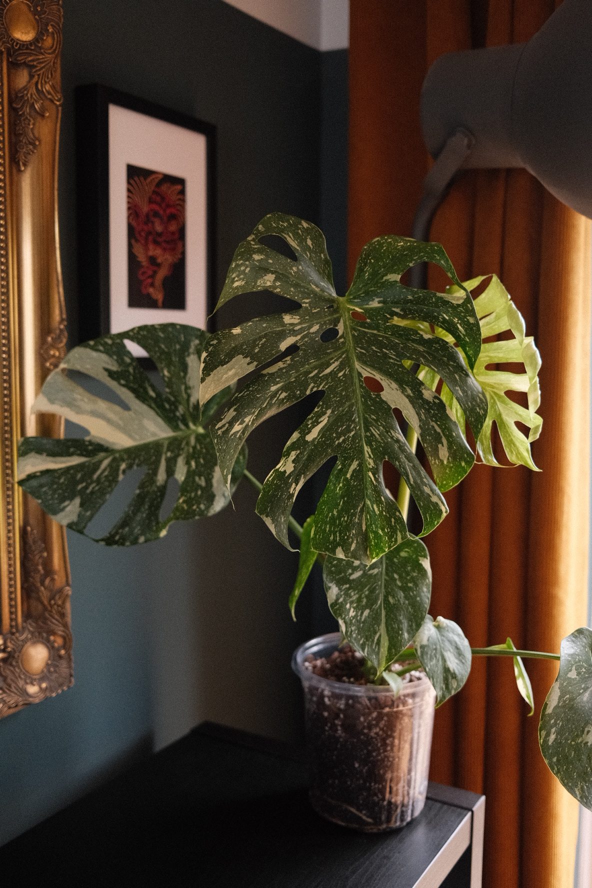 Monstera Deliciosa – Thai Constellation