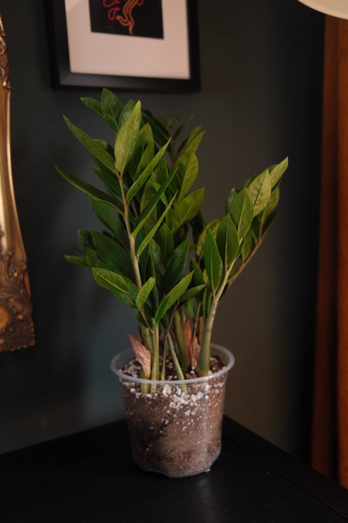 Zamioculcas Zamiifolia – ZZ Plant