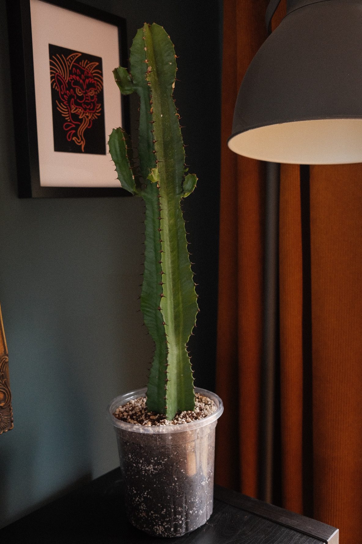 Euphorbia Acrurensis