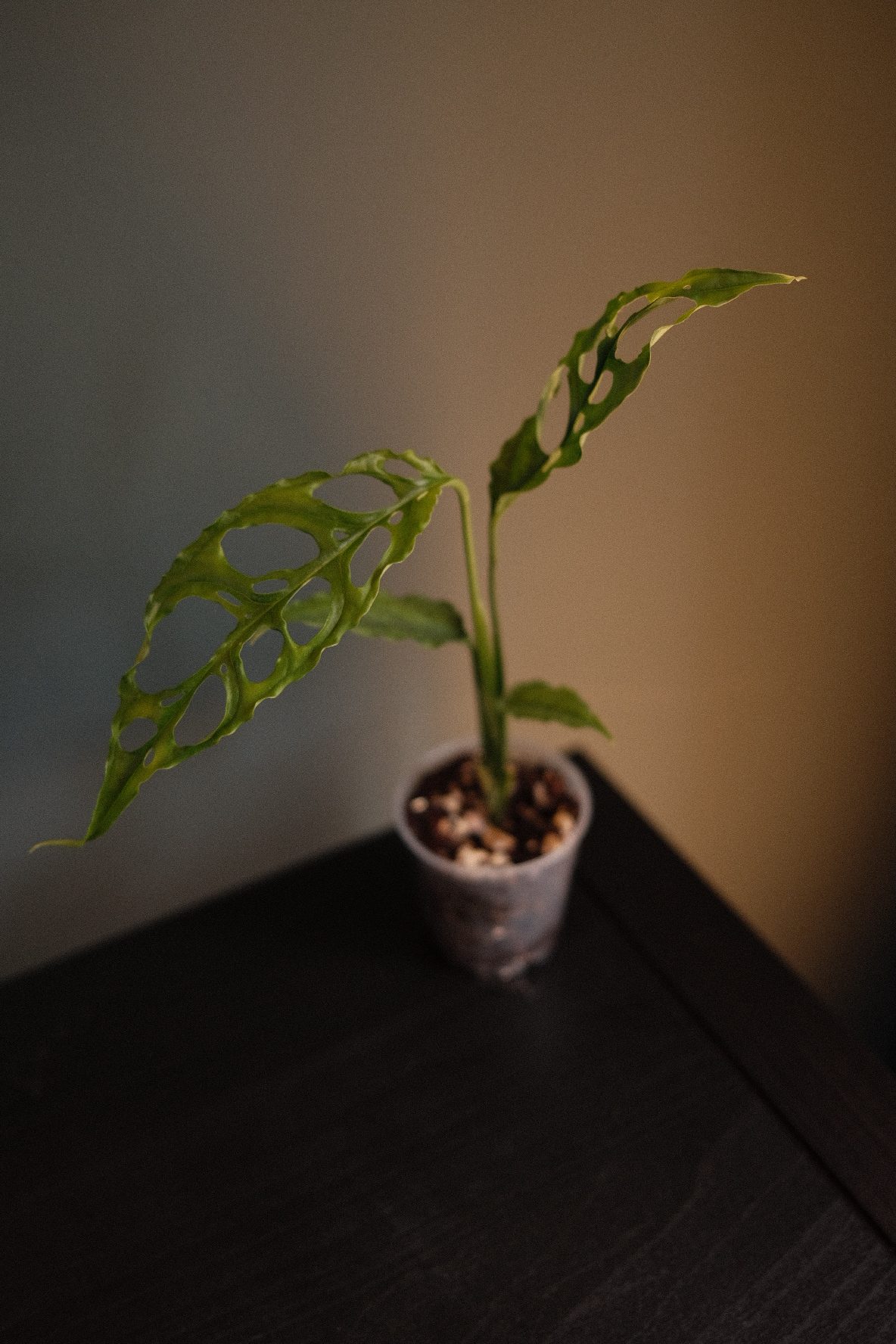 Monstera – Obliqua Peru