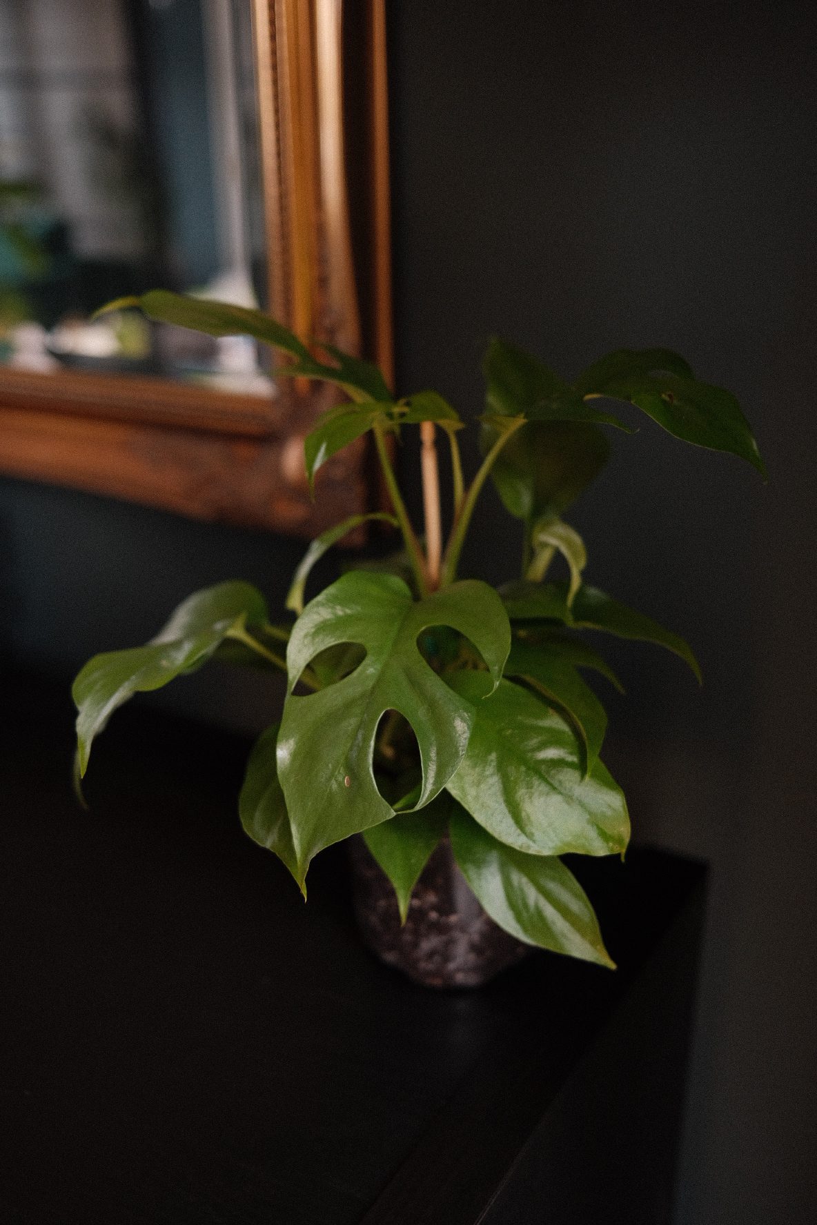 Monstera Minima