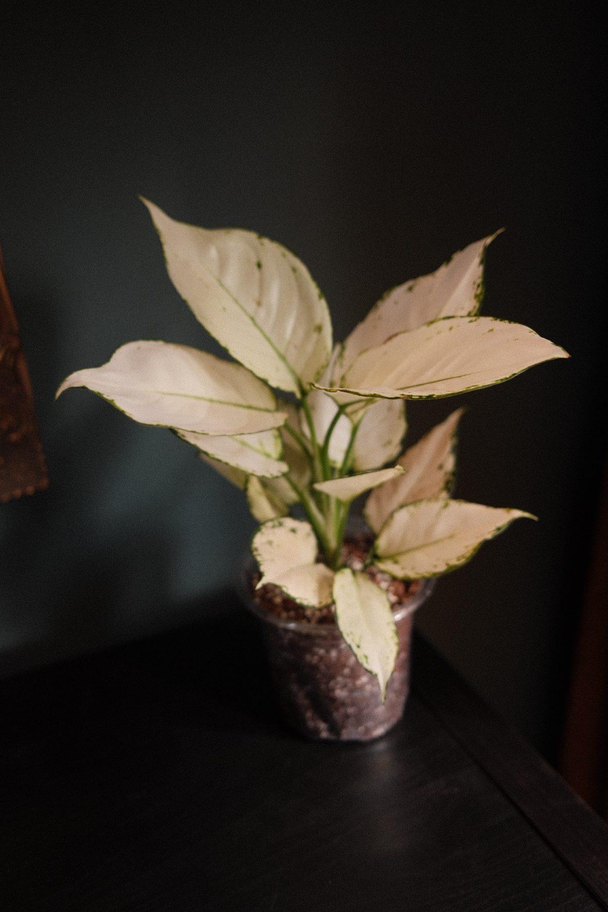 Aglaonema White Joy