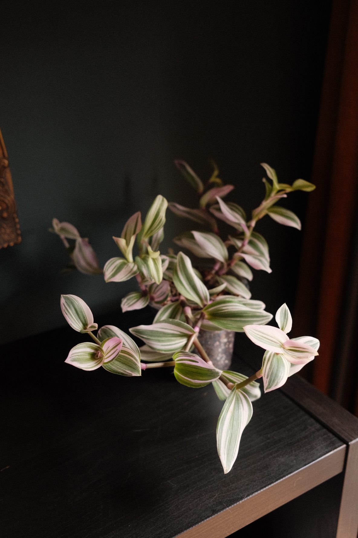 Tradescantia Nanouk