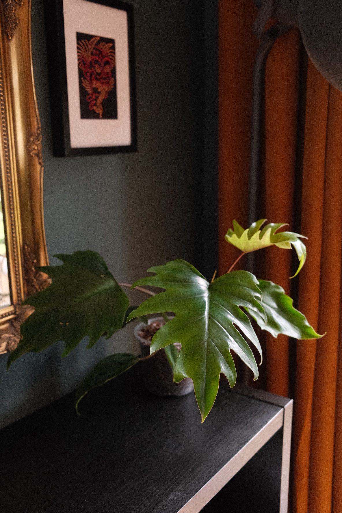 Philodendron Mayoi