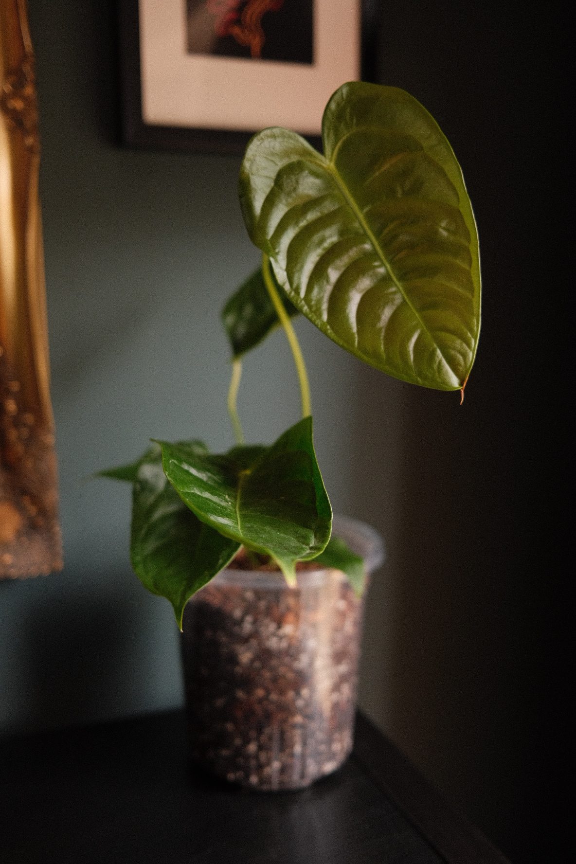 Anthurium Veitchii