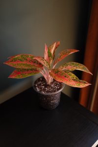 Aglaonema Crimson Love houseplant with vibrant pink and green leaves in clear nursery pot Close up of Aglaonema Crimson Love foliage showing pink veins and glossy leaves Healthy Aglaonema Crimson Love in decorative plant pot stylish indoor setting