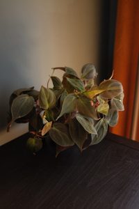 Philodendron Scandens Micans in clear nursery pot with velvet heart-shaped leaves. Trailing Philodendron Scandens Micans houseplant with dark green bronze leaves. Philodendron Scandens Micans close-up showing velvety foliage detail.