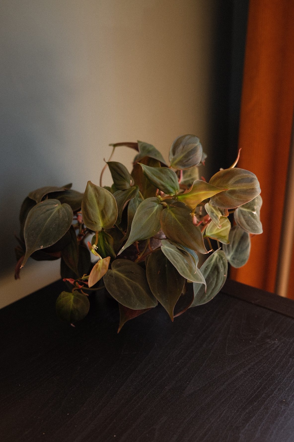 Philodendron Scandens Micans