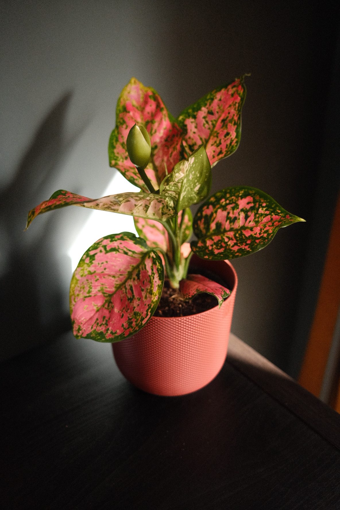 Aglaonema Crimson Love