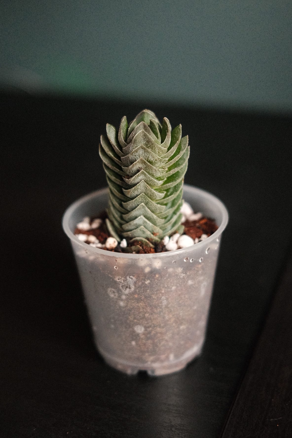 Crassula ‘Buddha’s Temple’
