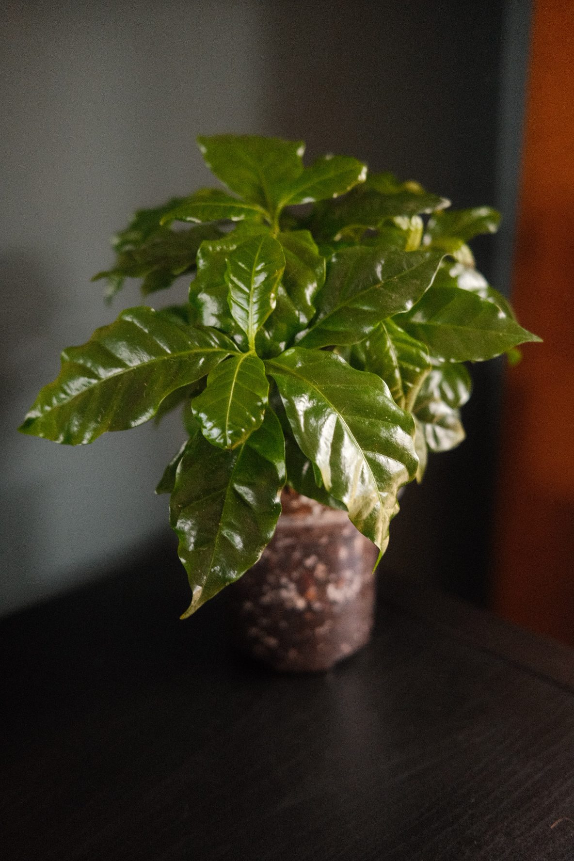 Coffea Arabica