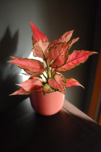 Aglaonema ‘Cherry Baby’ styled in a textured ceramic pot, placed in a moody interior setting with soft light.