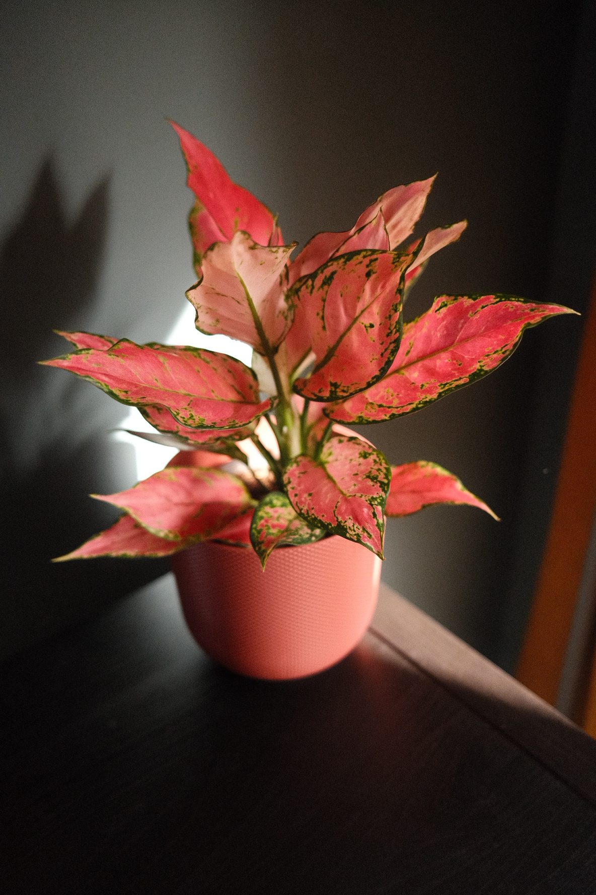 Aglaonema – Cherry Baby